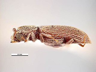 <i>Lyctus caribeanus</i> Species of beetle