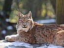 Lynx Lynx: Tassonomia, Caratteristiche, Conservazione