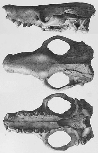 <i>Macroeuphractus</i> An extinct genus of mammals belonging to the armadillo order of xenarthrans