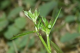Macroglossum stellatarum (Sphingidae, Macroglossinae)