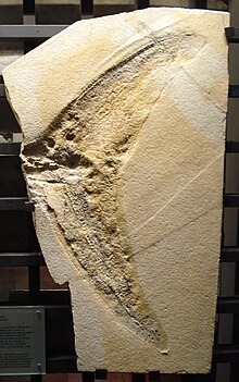 Tail fluke of Aegirosaurus Macropterygius posthumus.JPG