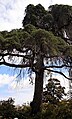 Madeira, Palheiro Gardens - Cupressus lusitanica IMG 2211.JPG