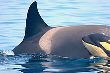 Orcas are social learners, passing knowledge such as hunting techniques horizontally, to peers, and vertically, from mother to offspring. Madre hijo de orca en el Estrecho.jpg