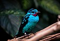 Türkisblaue Kotinga (Cotinga cayana)