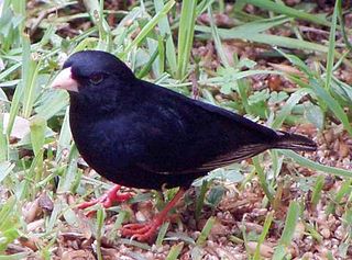 Dusky indigobird Species of bird