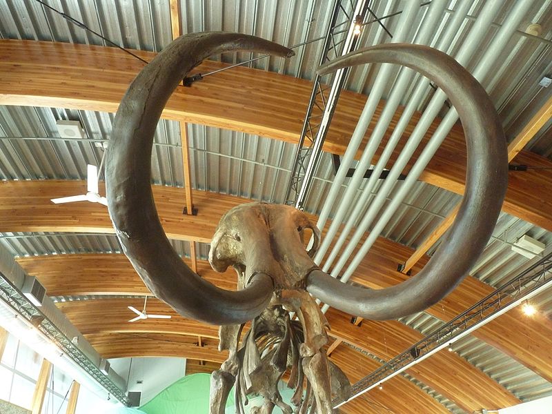 File:Mammoth (6000991264).jpg