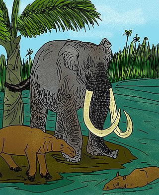 <i>Mammuthus africanavus</i> Species of mammal (fossil)