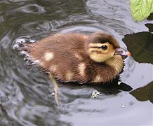 Mandarin Duck