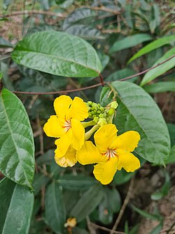 Mandevilla rugellosa 282427098.jpg