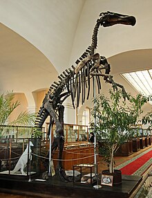 Mandschurosaurus Amurensis..2H1A0401WI.jpg 