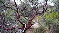 Arctostaphylos pungens Kunth (Ericaceae)