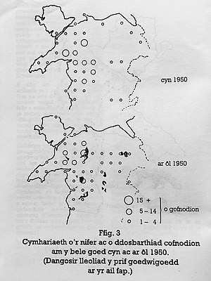 Bele Goed: Y Bele fel rheibydd, Arolwg 1987, Y Bele mewn hanes