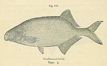 Imagen del Catalogo de peces de agua dulce de Africa en el British Museum (Natural History) ,1916, George Albert