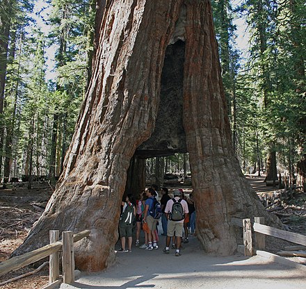 The California Tunnel tree in Mariposa Grove.