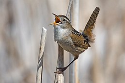 Овад болотяний (Cistothorus palustris)