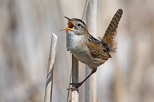 Marsh wren (Cistothorus palustris)