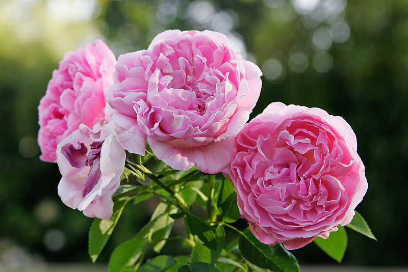 File:Mary Rose albury botanical gardens.jpg
