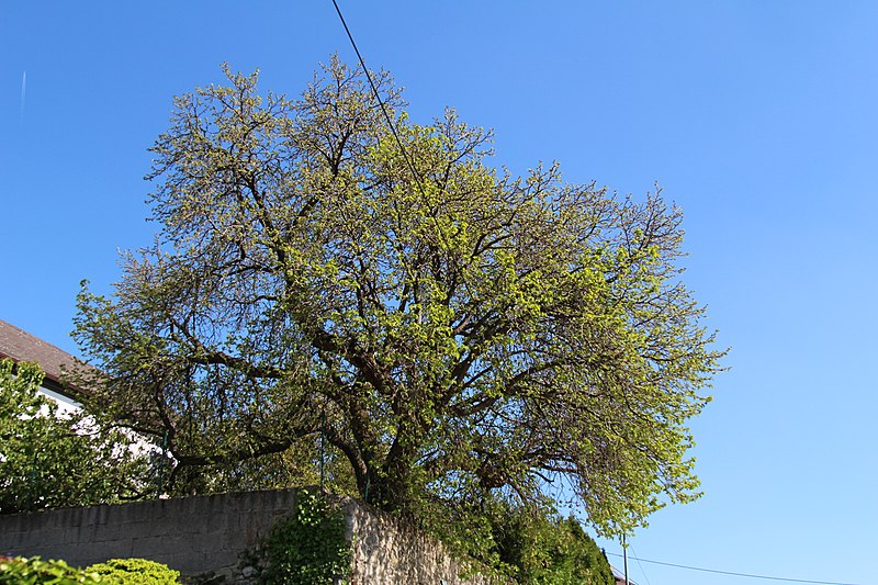 File:Maulbeerbaum Wicker IMG 6770 01.jpg