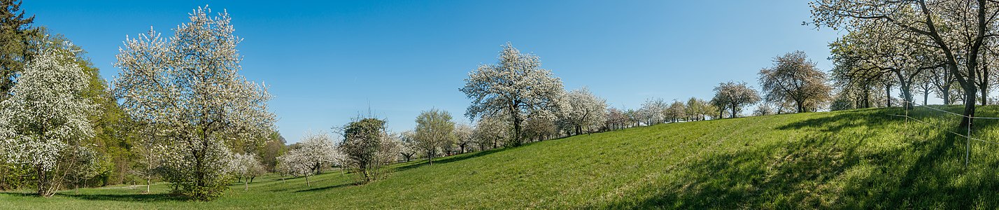 Meadow orchards Hohenwettersbach