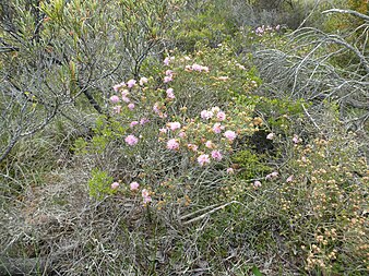 M. carrii growing 90km west of Esperance. Melaleuca carrii (habit).JPG