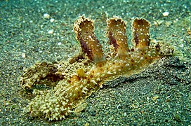 Melibe viridis, Lembeh.jpg