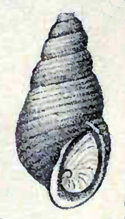 <i>Menestho albula</i> Species of gastropod