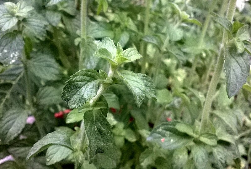 File:Mentha pulegium - upper leaves of young plant.jpg