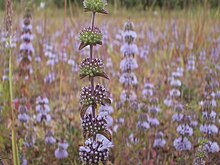 Pennyroyal can be very abundant in riverside grassland. Mentha pulegium abundant.jpg