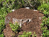 Formica obscuripes - Wikipedia