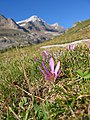 Colchicum montanum