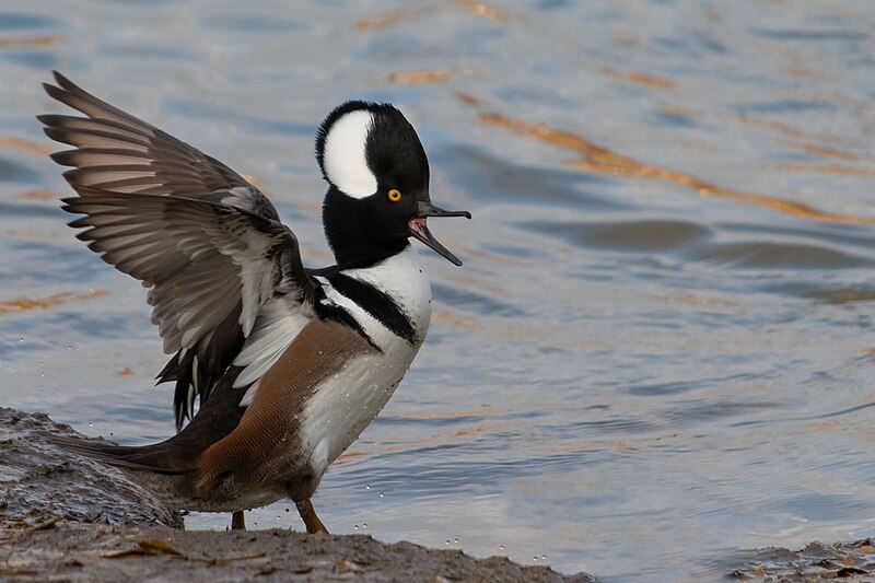 File:Merganser (51583194672).jpg