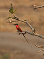 South Luangwa, Zambia