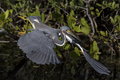 * Nomination: A Tricolored Heron leaps from a branch. --Needsmoreritalin 04:23, 3 August 2024 (UTC) * Review  Comment May be too much areas are motion blurred due to the speed of the bird. --Sebring12Hrs 17:18, 5 August 2024 (UTC)