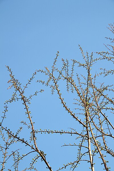 File:Metasequoia glyptostroboides Marki branches.JPG