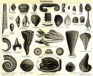 Geologie Kreide: Geschichte und Namensgebung, Definition und GSSP, Gliederung der Kreide