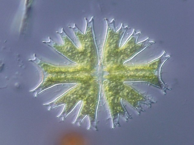 Image: Micrasterias radiata