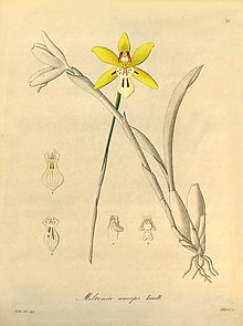 Miltonia flava (jako Miltonia anceps) - Xenia vol 1 pl 21 (1858) .jpg