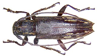 <i>Mimosybra</i> Genus of beetles