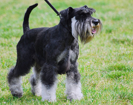 Fail:Miniature Schnauzer R 02.JPG