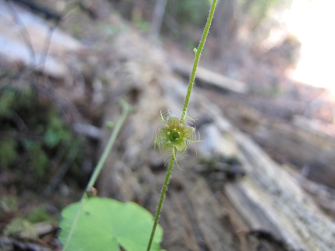 Mitella nuda