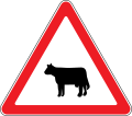 Cows ahead