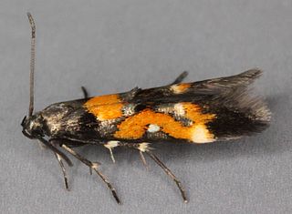 <i>Mompha locupletella</i> Species of moth