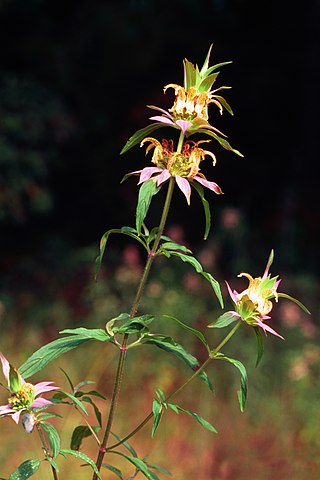 <i>Monarda punctata</i> Species of flowering plant