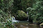 Monte del Estado in Maricao