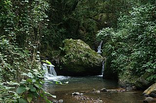 Maricao State Forest State forest in Puerto Rico