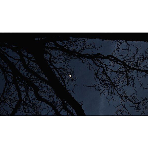 File:Moon visible through trees.jpg