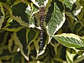 Dragonfly Aeshna juncea in Moreton