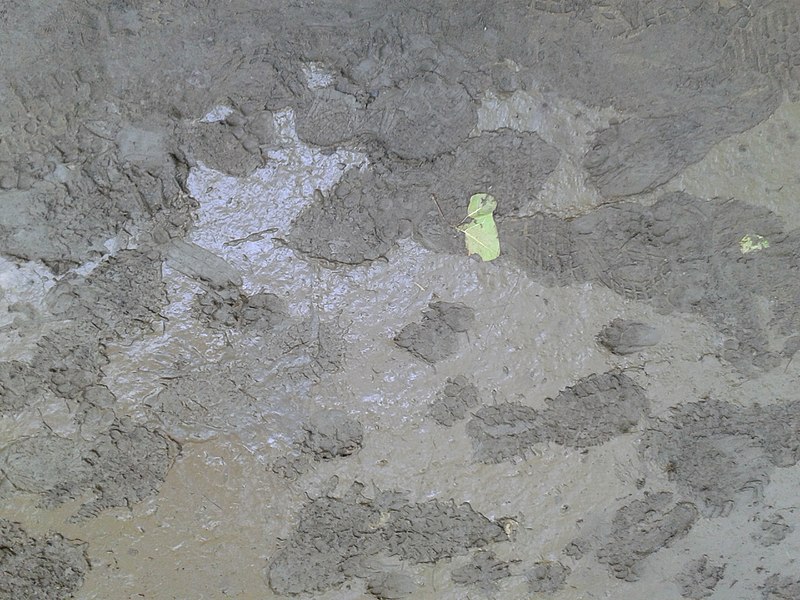 File:Mud, Theodore Roosevelt Island.jpg