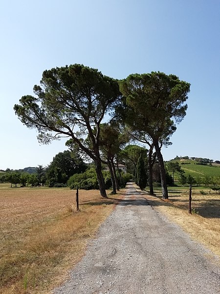 File:Mulino di Clò - Ecomuseo della collina e del vino 06 viale di pini domestici.jpg