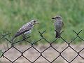 Adult with fledged juvenile; Kręgi Nowe, Poland